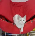 AMORA