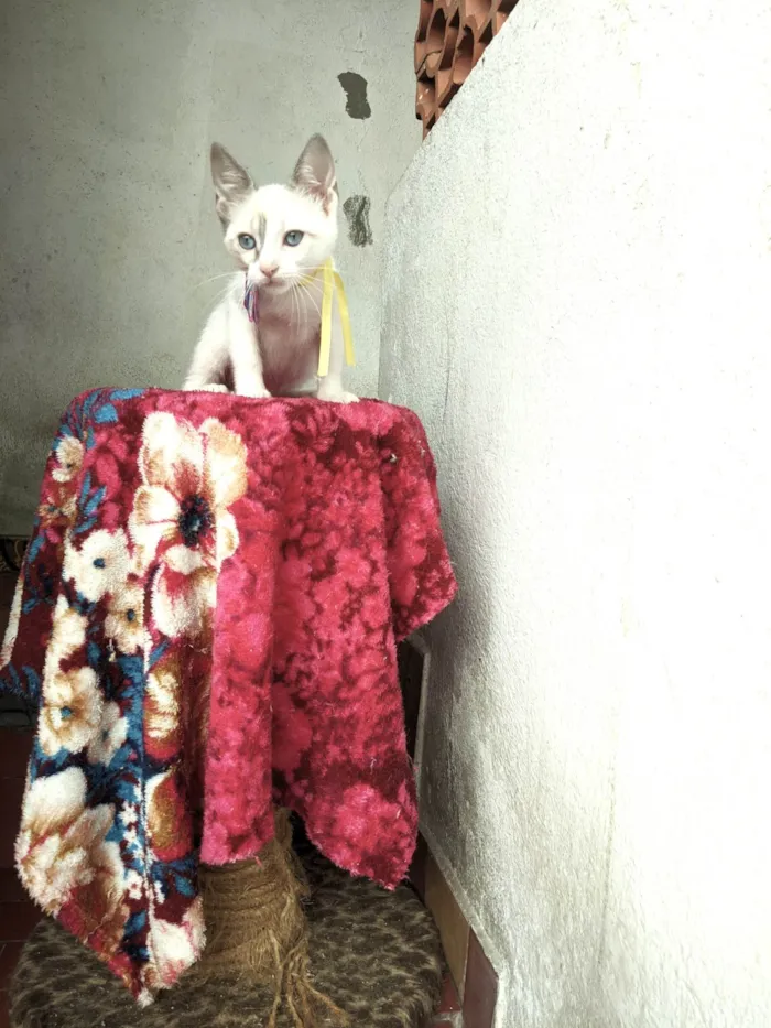 Gato ra a SRD-ViraLata idade 2 a 6 meses nome AMORA
