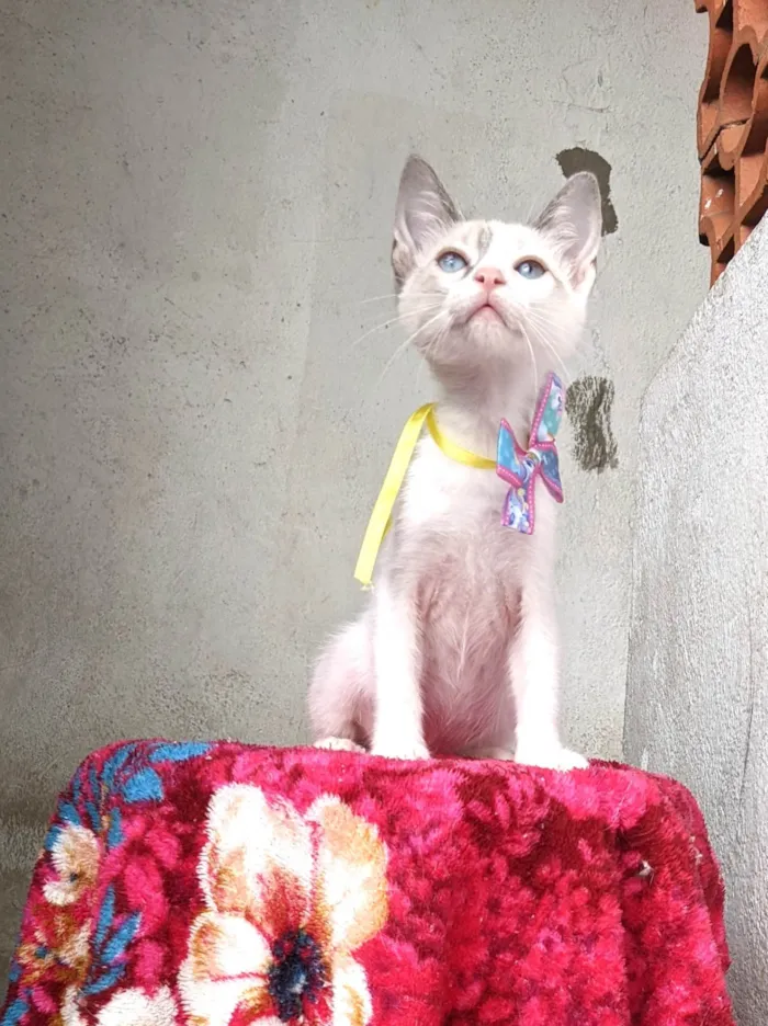 Gato ra a SRD-ViraLata idade 2 a 6 meses nome AMORA