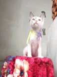 AMORA