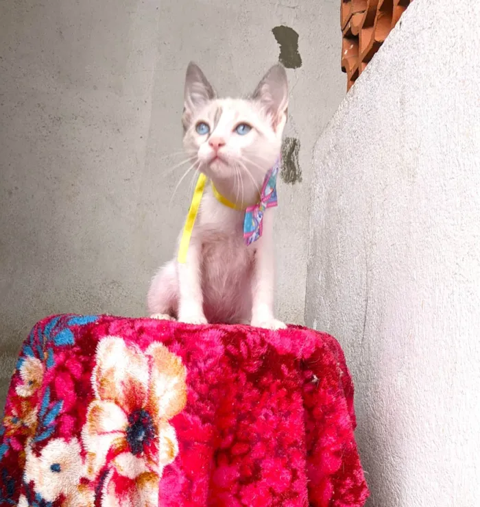 Gato ra a SRD-ViraLata idade 2 a 6 meses nome AMORA