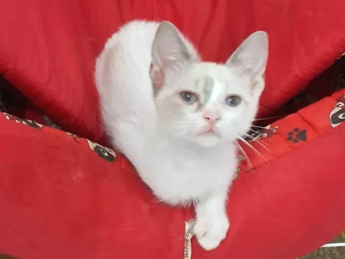 Gato ra a SRD-ViraLata idade 2 a 6 meses nome AMORA