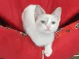 AMORA