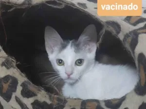 Gato raça SRD-ViraLata idade Abaixo de 2 meses nome Gatinhos