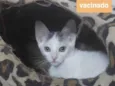Gatinhos