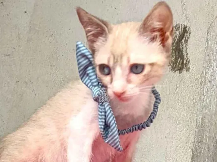 Gato ra a SRD-ViraLata idade 2 a 6 meses nome ANANDA