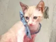 ANANDA
