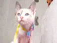 AMORA
