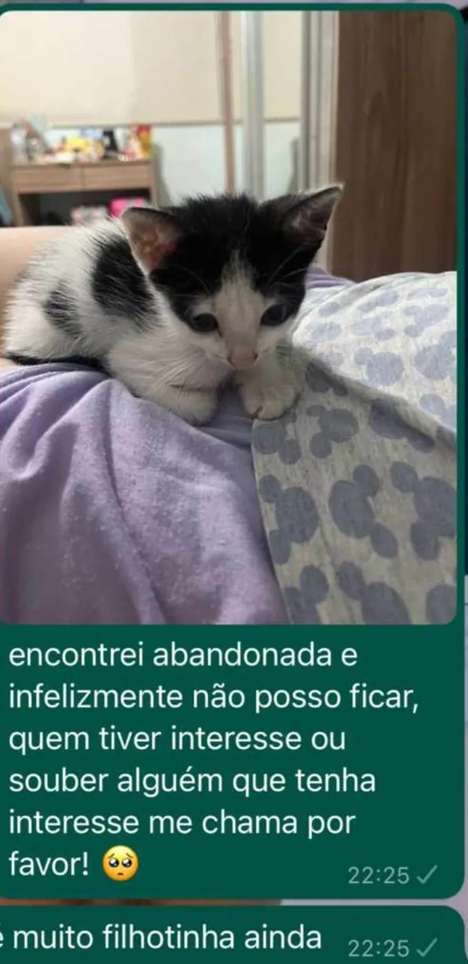 Gato ra a SRD-ViraLata idade Abaixo de 2 meses nome Mia