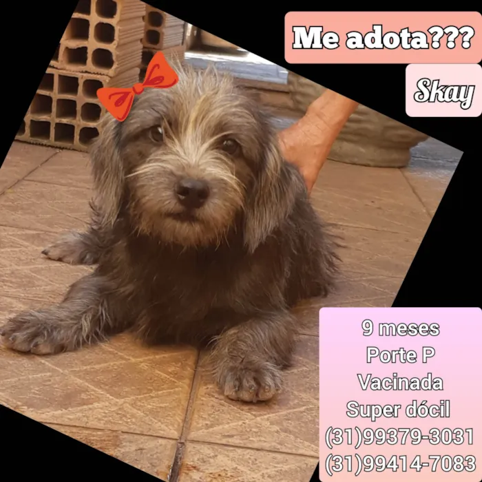 Cachorro ra a SRD-ViraLata idade 7 a 11 meses nome Skay