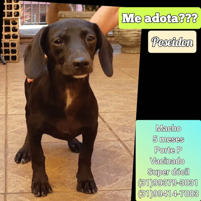 Cachorro ra a SRD-ViraLata idade 2 a 6 meses nome Poseidon