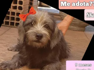 Cachorro raça SRD-ViraLata idade 7 a 11 meses nome Skay