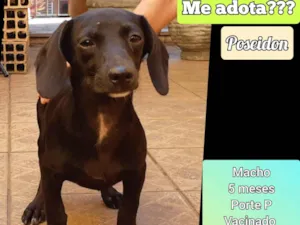 Cachorro raça SRD-ViraLata idade 2 a 6 meses nome Poseidon