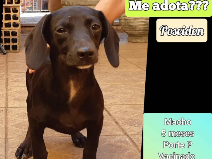 Cachorro ra a SRD-ViraLata idade 2 a 6 meses nome Poseidon
