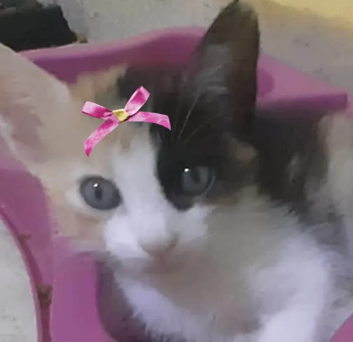 Gato ra a Mestica  idade 2 a 6 meses nome Belinha 