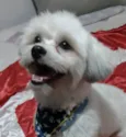 Floquinho