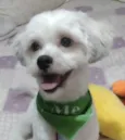 Floquinho