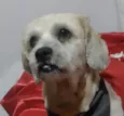 Beethoven 
