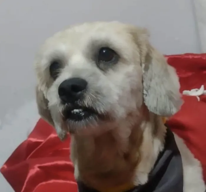 Cachorro ra a Mestico  idade 1 ano nome Beethoven 
