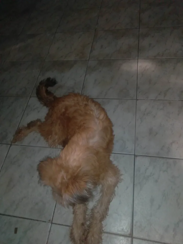 Cachorro ra a Vira lata idade 7 a 11 meses nome Skank