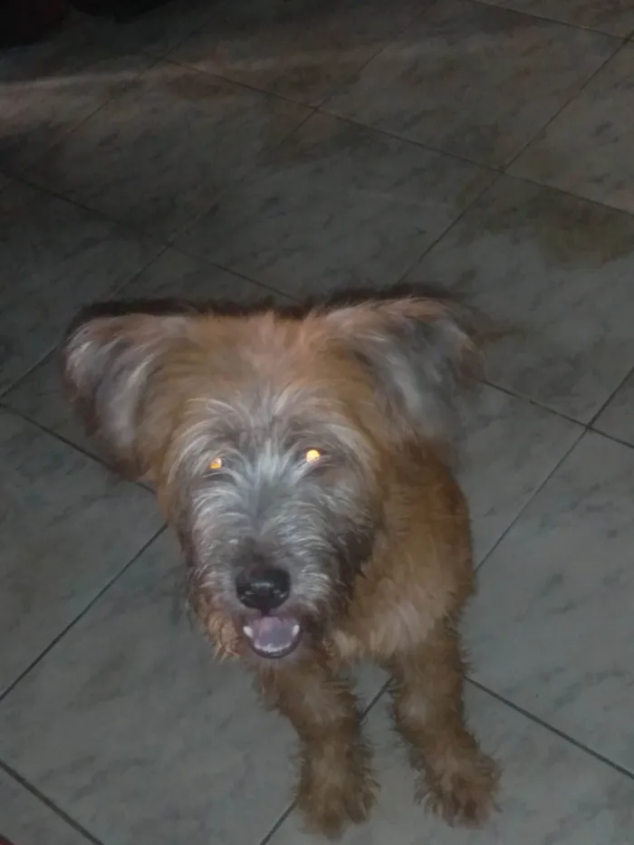 Cachorro ra a Vira lata idade 7 a 11 meses nome Skank