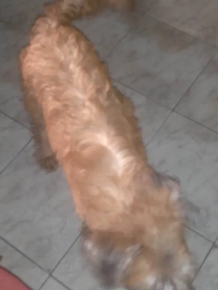 Cachorro ra a Vira lata idade 7 a 11 meses nome Skank