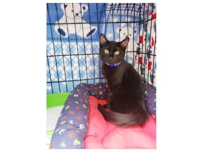 Gato ra a SRD-ViraLata idade 2 a 6 meses nome Shoyu