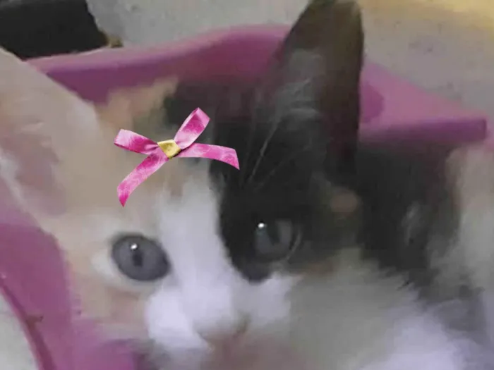 Gato ra a Mestica  idade 2 a 6 meses nome Belinha 