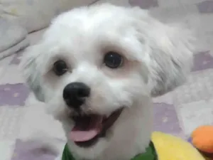 Cachorro raça Mestico  idade 1 ano nome Floquinho 