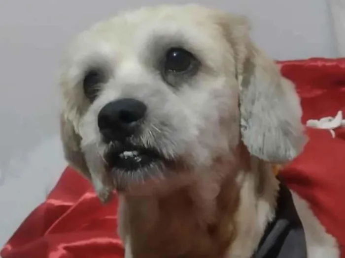 Cachorro ra a Mestico  idade 1 ano nome Beethoven 