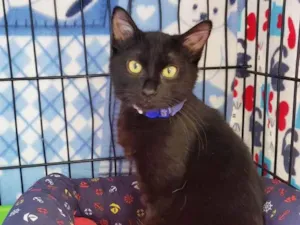 Gato raça SRD-ViraLata idade 2 a 6 meses nome Shoyu