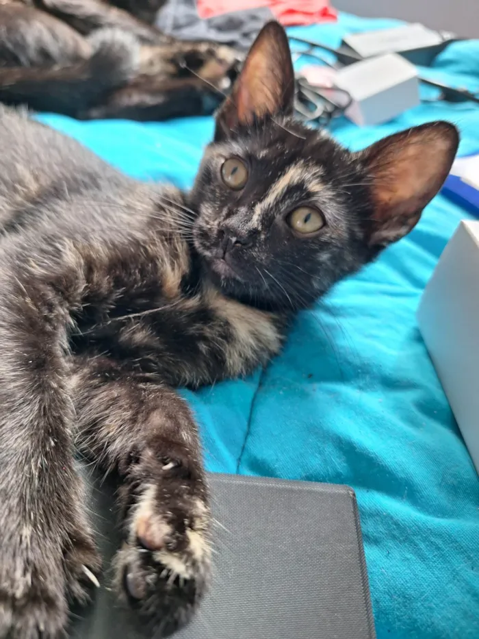 Gato ra a SRD-ViraLata idade 2 a 6 meses nome Sem nome