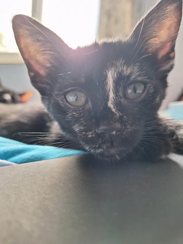 Gato ra a SRD-ViraLata idade 2 a 6 meses nome Sem nome