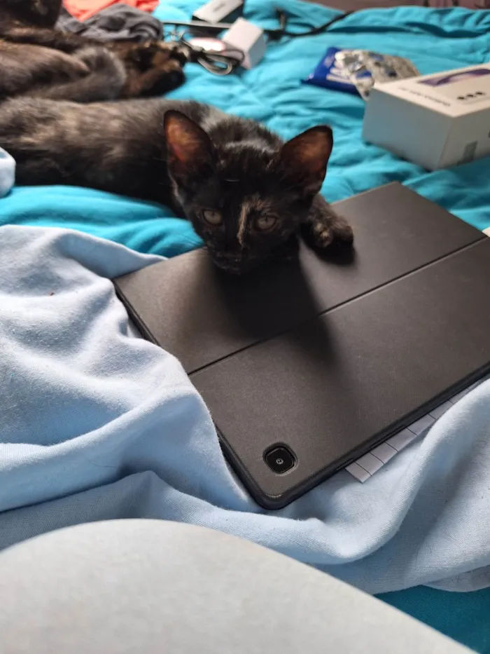 Gato ra a SRD-ViraLata idade 2 a 6 meses nome Sem nome