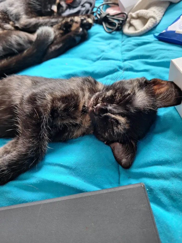 Gato ra a SRD-ViraLata idade 2 a 6 meses nome Sem nome