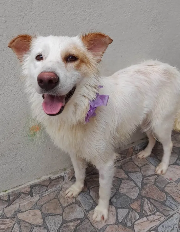 Cachorro ra a SRD-ViraLata idade  nome Nina