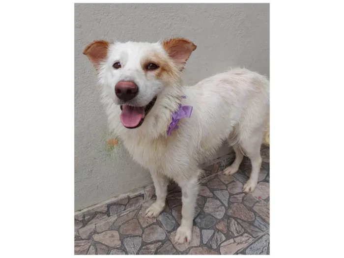 Cachorro ra a SRD-ViraLata idade  nome Nina