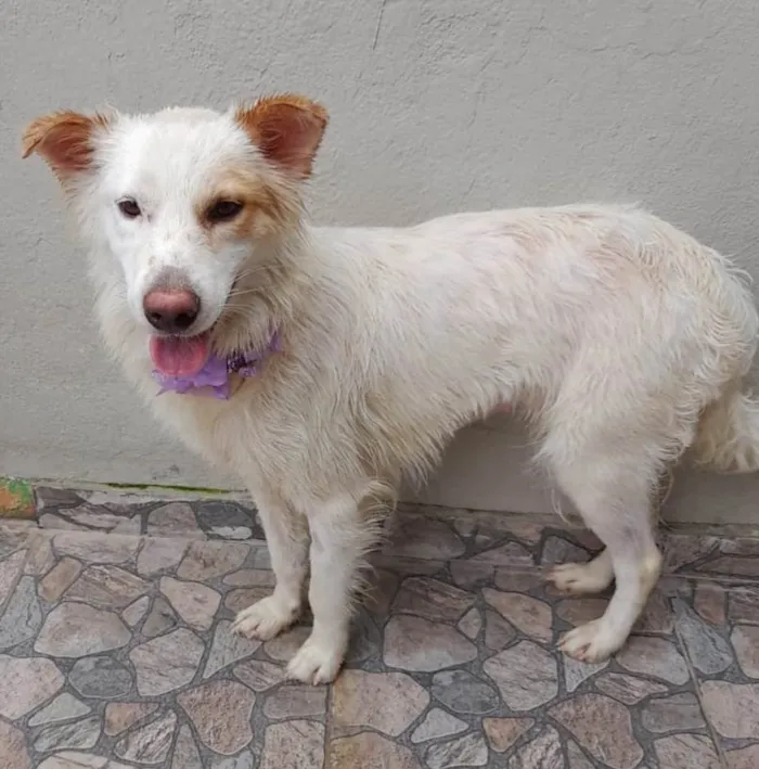 Cachorro ra a SRD-ViraLata idade  nome Nina