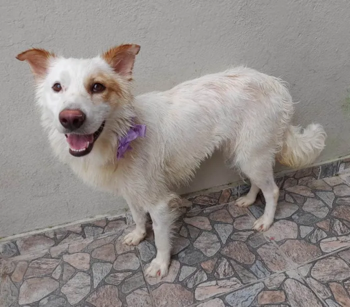 Cachorro ra a SRD-ViraLata idade  nome Nina