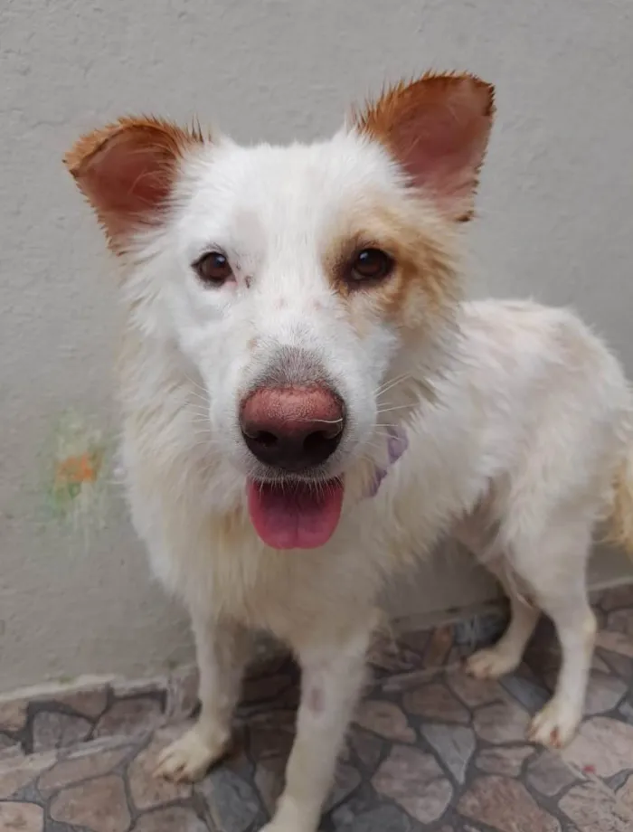 Cachorro ra a SRD-ViraLata idade  nome Nina