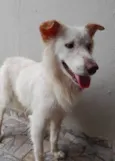 Nina