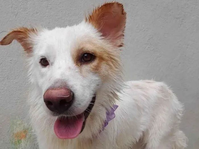 Cachorro ra a SRD-ViraLata idade  nome Nina