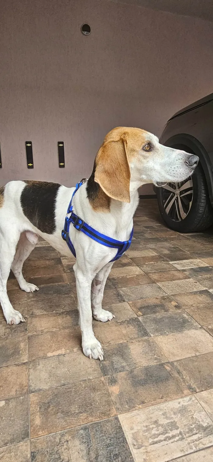 Cachorro ra a Sem raça definida idade 4 anos nome Zé 