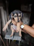 Bebê (menino) 