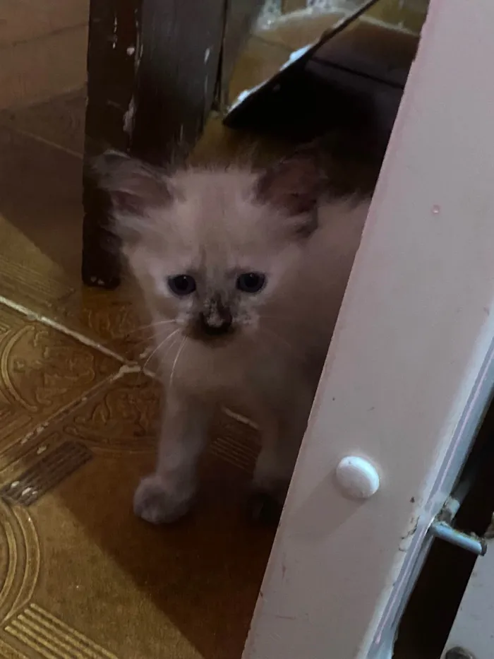 Gato ra a Siamês idade Abaixo de 2 meses nome Branquinhos.