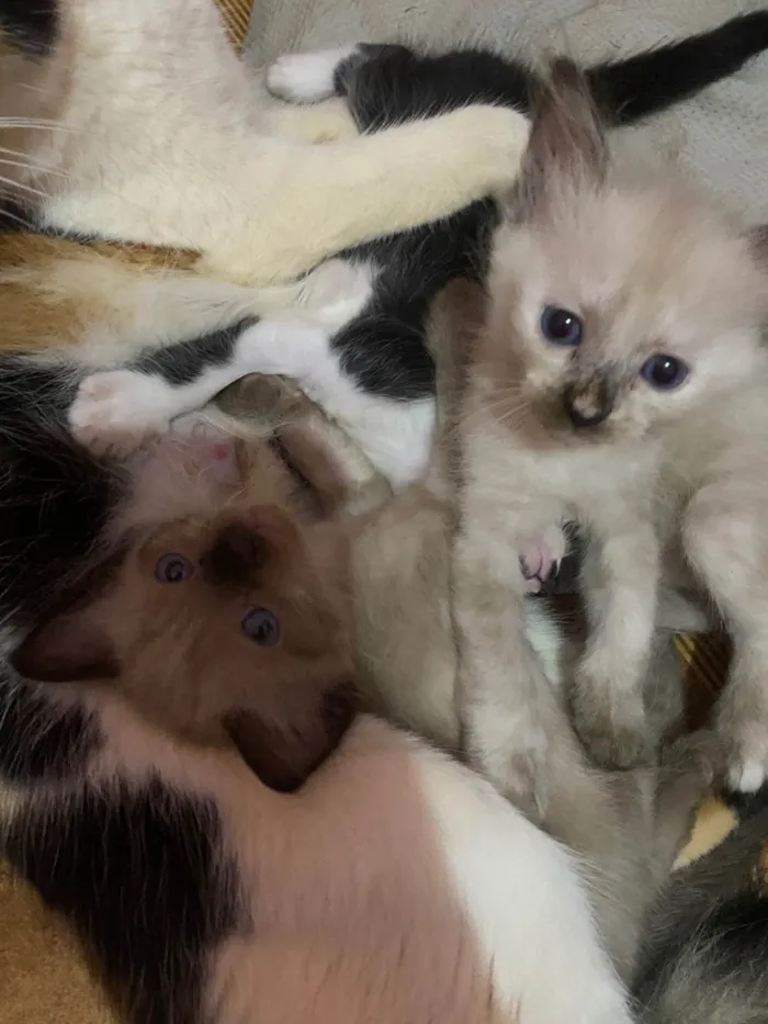 Gato ra a Siamês idade Abaixo de 2 meses nome Branquinhos.
