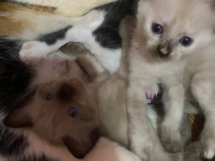 Gato ra a Siamês idade Abaixo de 2 meses nome Branquinhos.