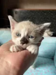 Gatinhos