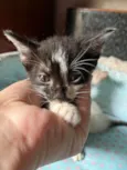 Gatinhos