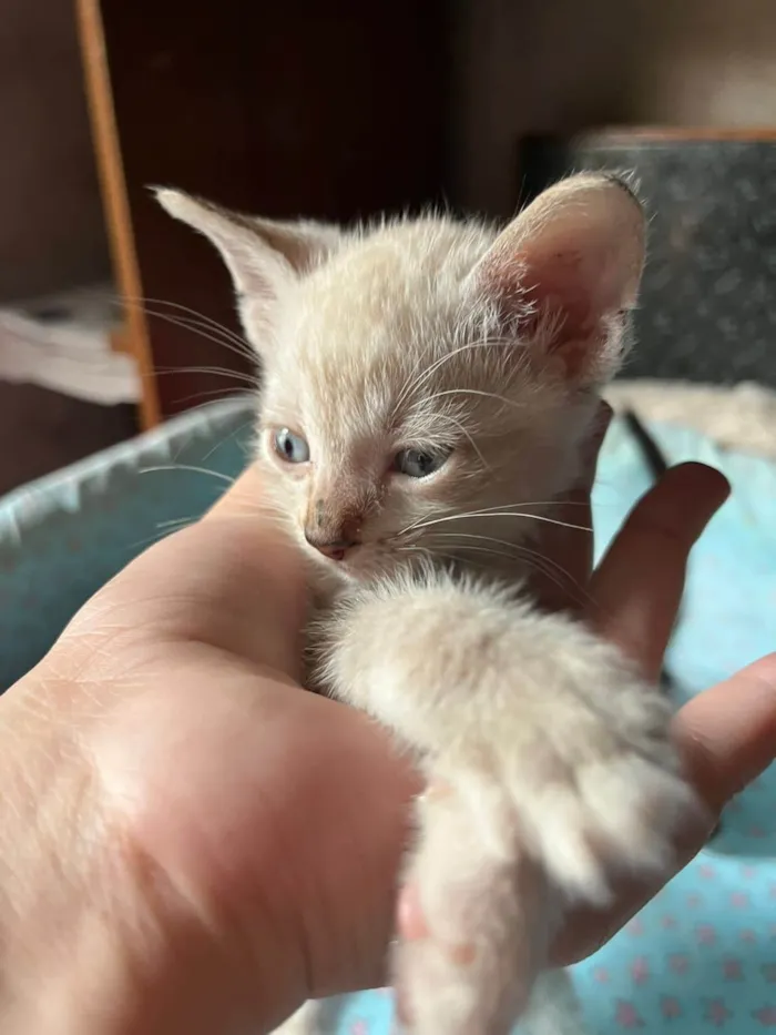 Cachorro ra a SRD-ViraLata idade Abaixo de 2 meses nome Sem mome